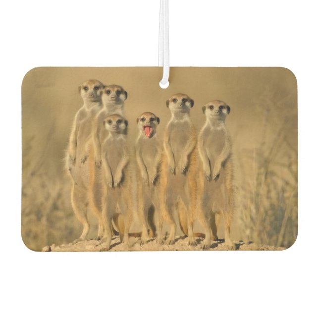 Ambientador Meerkat Family (Anverso)