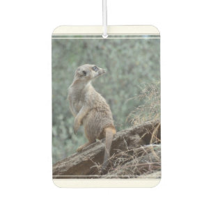 Ambientador Meerkat prudente