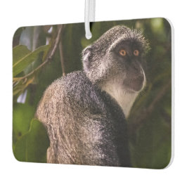 Ambientador Mono azul, Zanzíbar