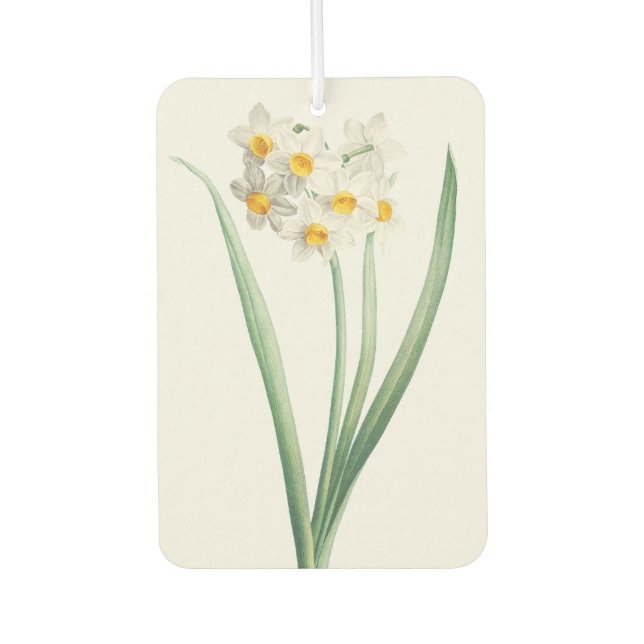 Ambientador Narcissus, Pierre-Joseph Redouté, 1805 (Anverso)