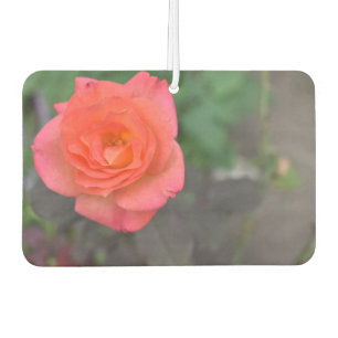 Ambientador Naturaleza rosa Fotografía Flor Jardín floral