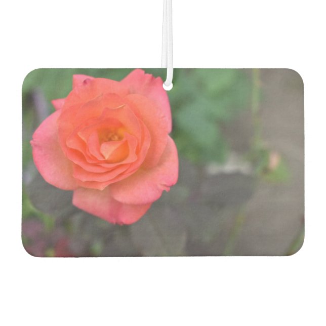 Ambientador Naturaleza rosa Fotografía Flor Jardín floral (Anverso)