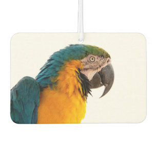 Ambientador Notas de Parrot