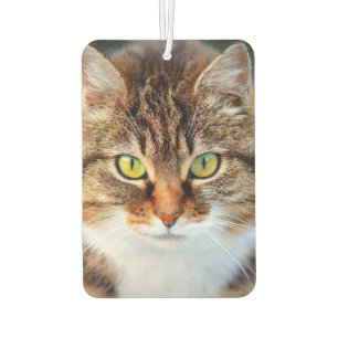 Ambientador Ojos de gatitos cortos
