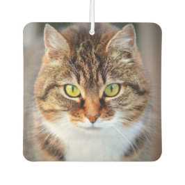 Ambientador Ojos de gatitos cortos