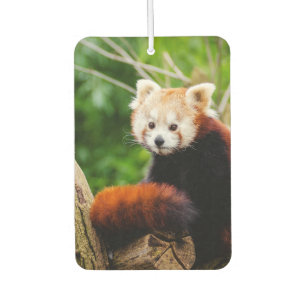 Ambientador Oso de panda roja lindo