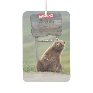 Ambientador Oso Pardo Juega Con Señal