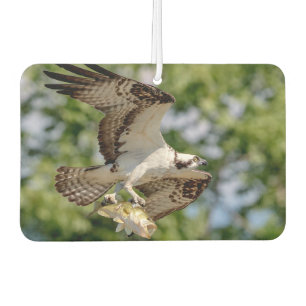 Ambientador Osprey con un bajo grande de la boca