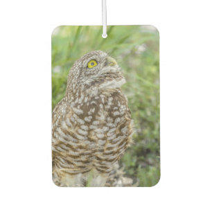 Ambientador Owl Buscando Aire Freshener