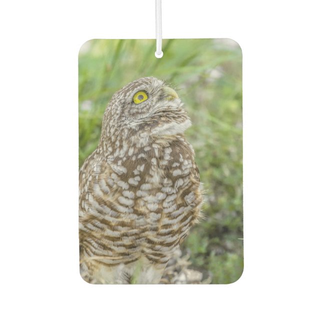 Ambientador Owl Buscando Aire Freshener (Anverso)