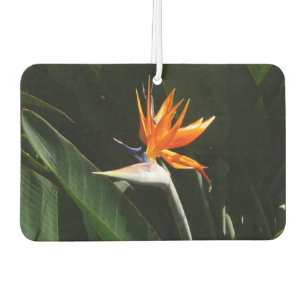 Ambientador Pájaro del Naranja del paraíso Flor tropical