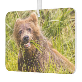 Ambientador Pastoreo parduzco, Alaska