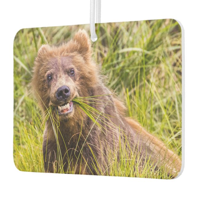 Ambientador Pastoreo parduzco, Alaska (Izquierda)