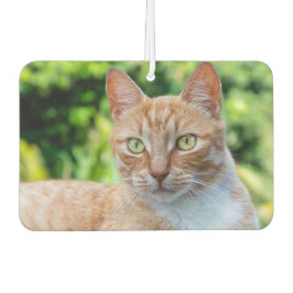 Ambientador Pequeño gatito dulce