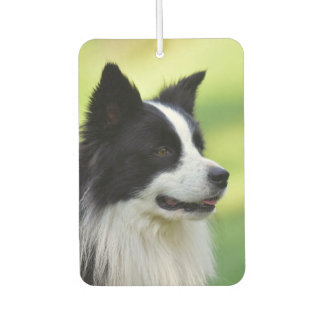 Ambientador Perro Border Collie negro y blanco
