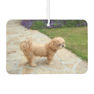 Ambientador Perro Lhasa Apso en un jardín