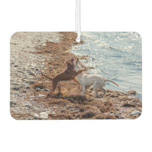 Ambientador Perros en la playa