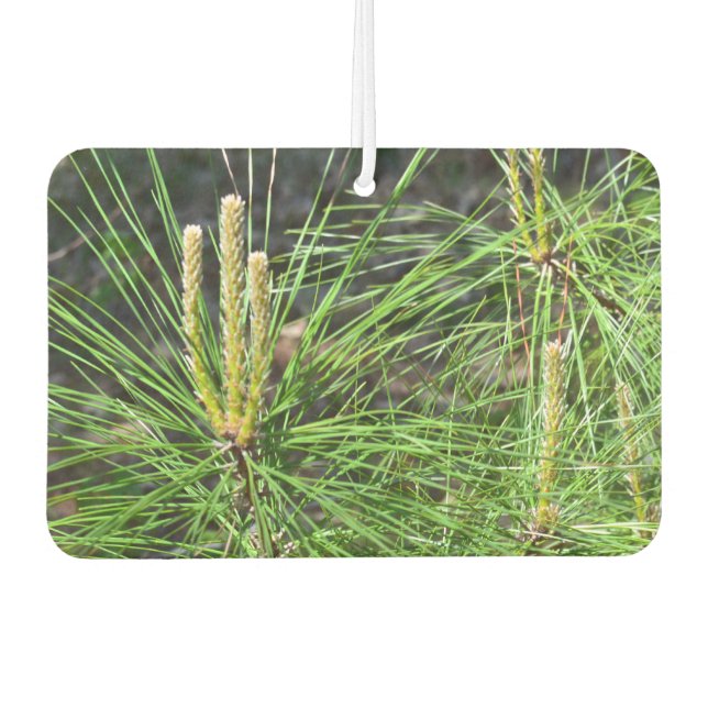 Ambientador Pine Needles por Kenneth Yoncich (Anverso)