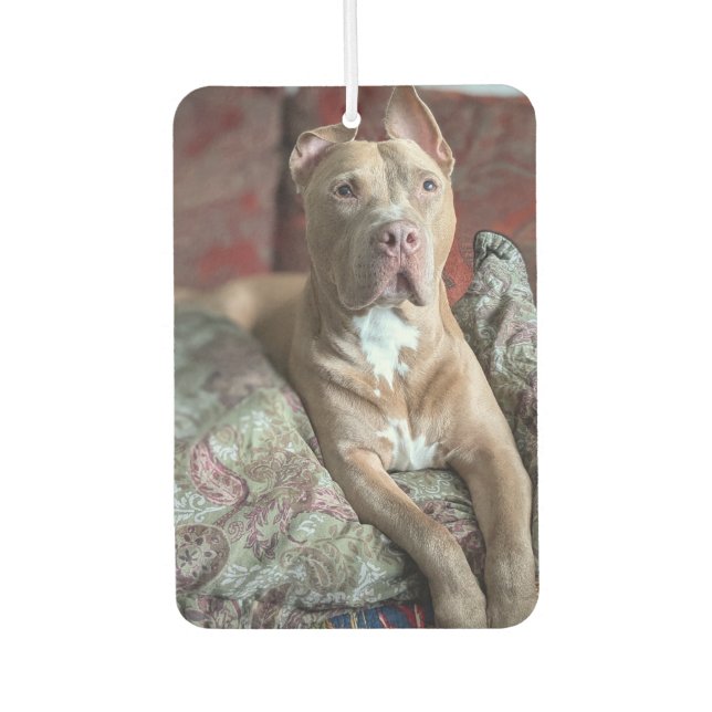 Ambientador Pit Bull Bonito (Anverso)