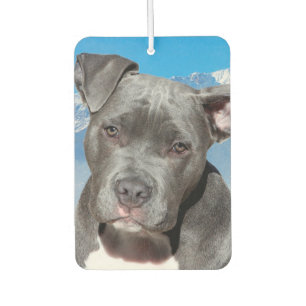 Ambientador Pitbull