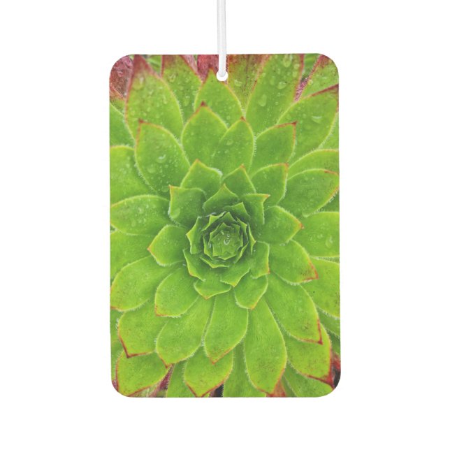 Ambientador Planta Lover Aeonium Magic (Anverso)