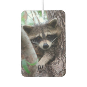 Ambientador Raccoon