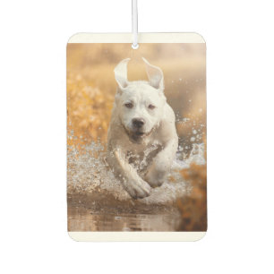 Ambientador Recuperador de Labrador corriendo en el río Air Fr