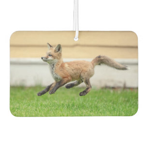 Ambientador Red Fox Kit en el Valle de Hudson