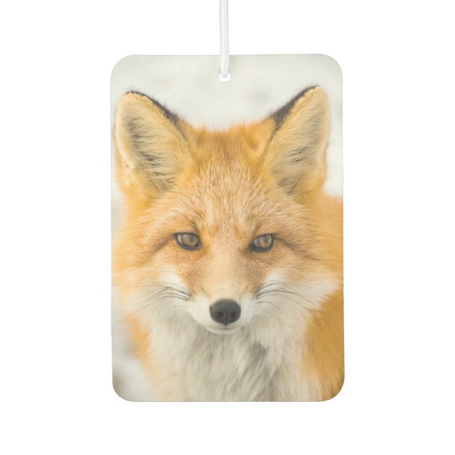 Ambientador Red Fox Portrait (Anverso)