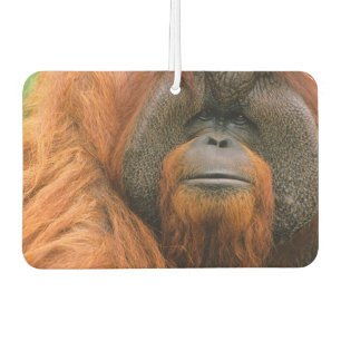 Ambientador Retrato de Orangután macho, Georgia, EE. UU.
