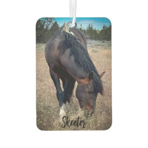 Ambientador S Steens Stallions