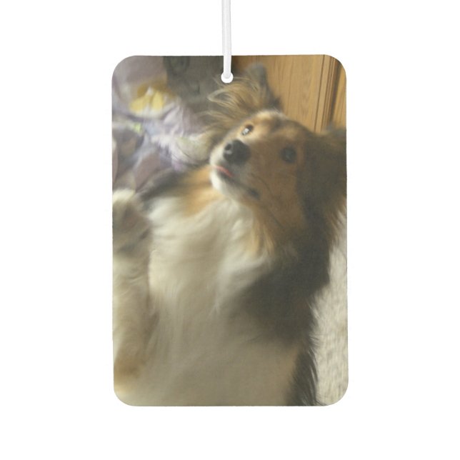 Ambientador Shetland Sheepdog Begging (Anverso)