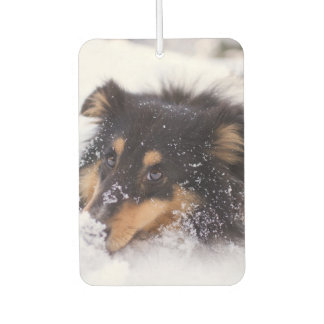 Ambientador Shetland Sheepdog Laying In Snow