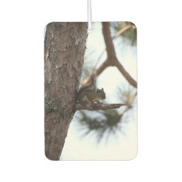Ambientador Squirrel in a Pine Tree