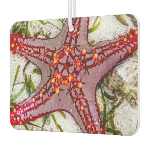 Ambientador Starfish, Zanzíbar, Tanzania