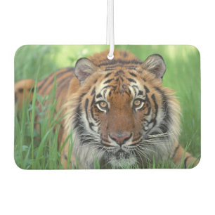 Ambientador Tiger Air Freshener