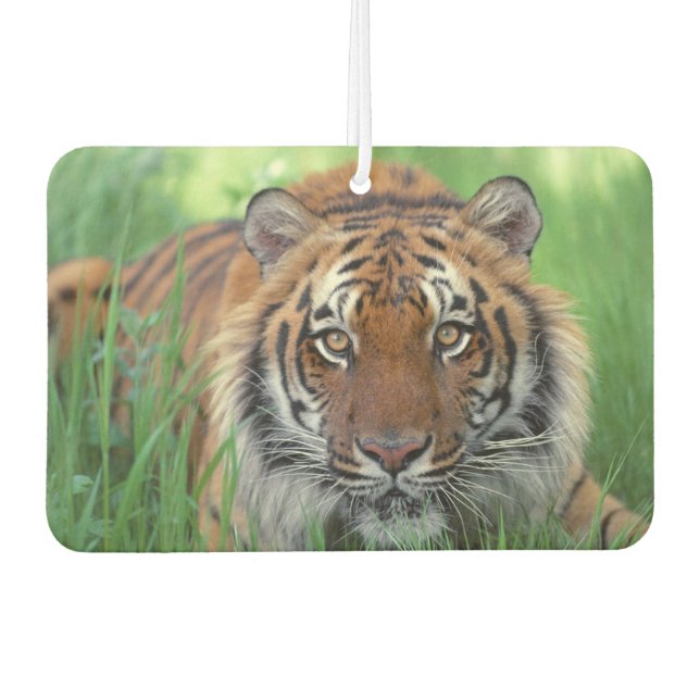 Ambientador Tiger Air Freshener (Anverso)