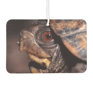 Ambientador tortuga