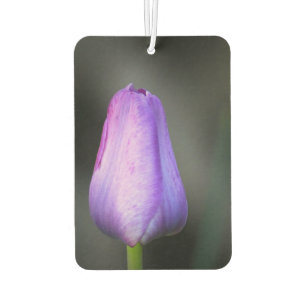 Ambientador Tulip Bud púrpura