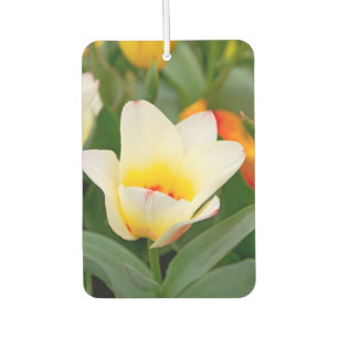 Ambientador Tulipán Blanco