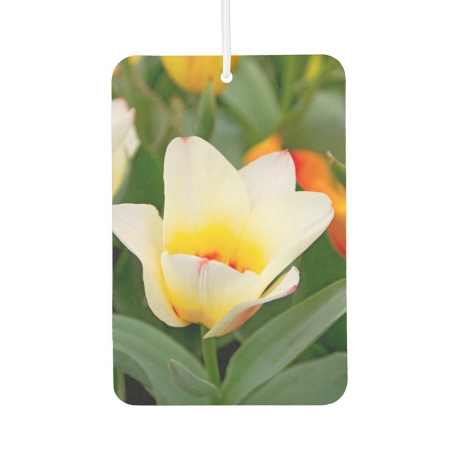 Ambientador Tulipán Blanco (Anverso)