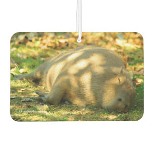 Ambientador Un capibara sueña con el sol de verano