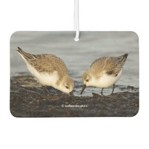 Ambientador Un par de albañiles de Sanderlings comparte una co