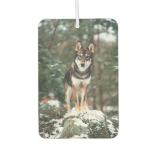 Ambientador Wolfdog