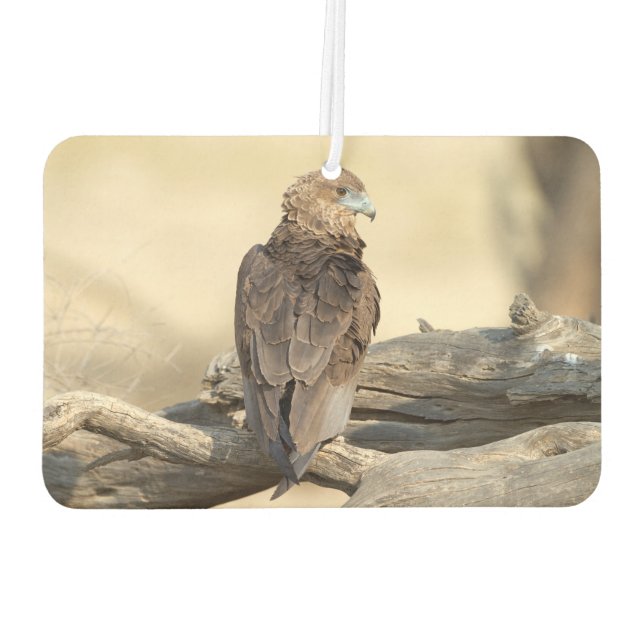 Ambientador Young Bateleur (Reverso)