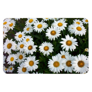 Ámbito del imán flexible de Daisies