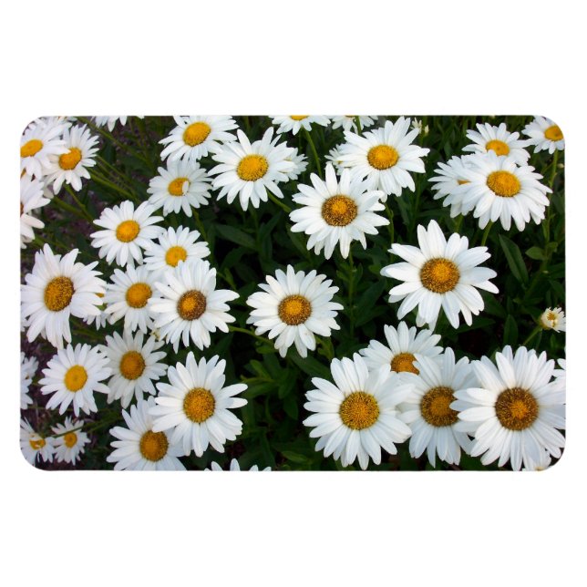 Ámbito del imán flexible de Daisies (Horizontal)