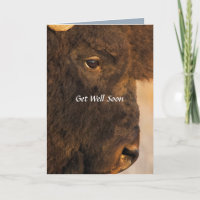 Ambos Extremos De La Tarjeta Búfalo Humorosa