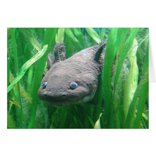 Ambystoma andersoni (Anverso (Horizontal))