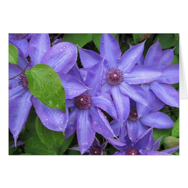 Ámeme azul - serie de TBD (Anverso (Horizontal))